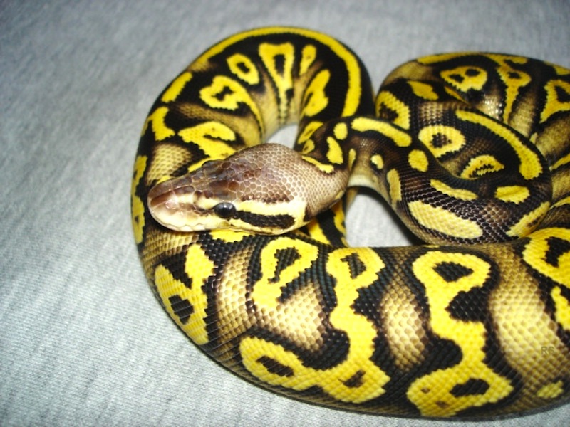 Pastel Phantom Yellow Belly