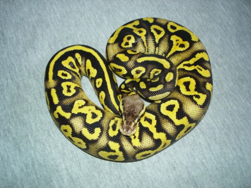 Pastel Phantom Yellow Belly