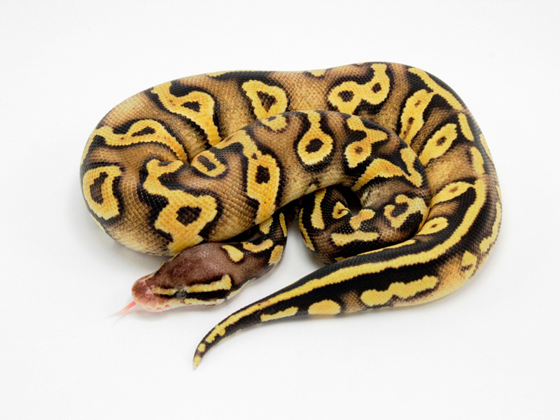 Pastel Phantom Yellow Belly