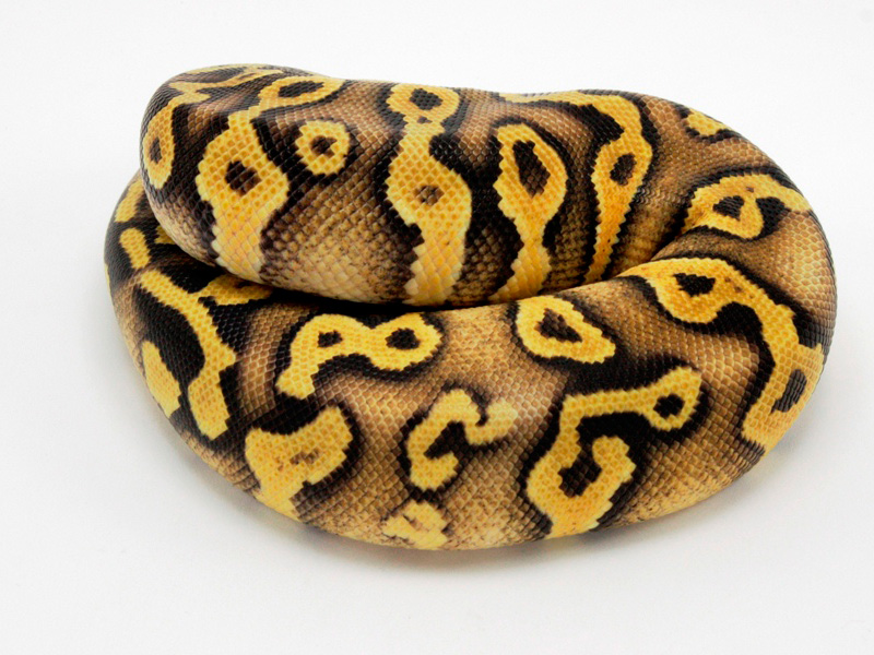 Pastel Phantom Yellow Belly