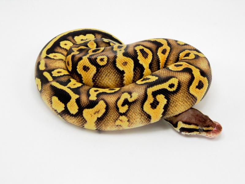 Pastel Phantom Yellow Belly