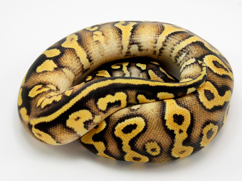 Pastel Phantom Yellow Belly