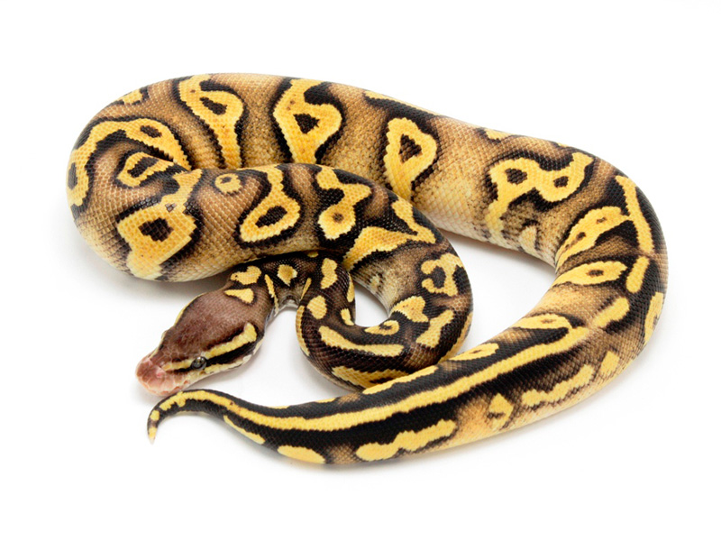 Pastel Phantom Yellow Belly