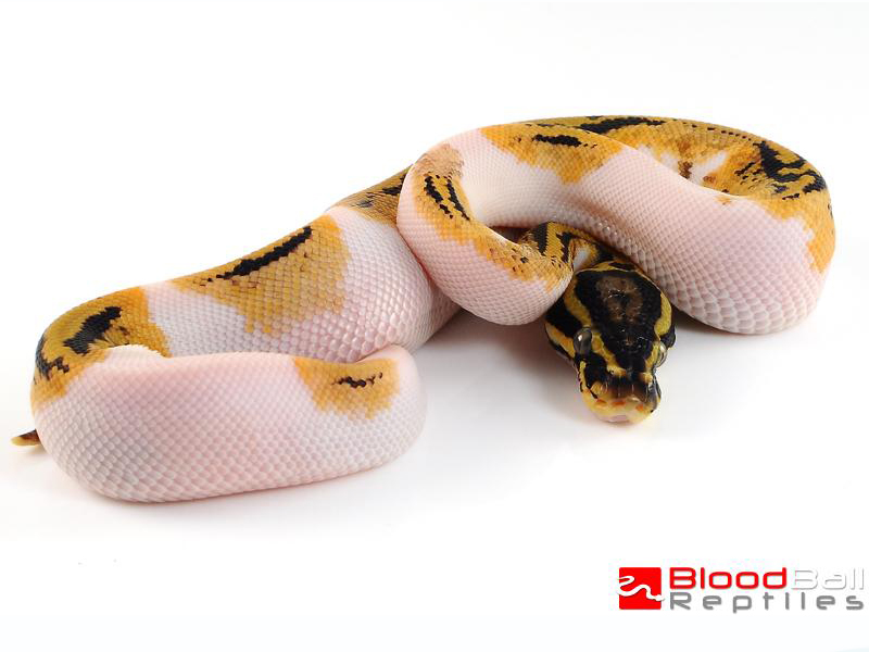 Pastel Pied Yellow Belly