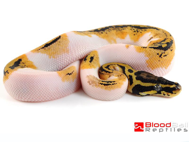 Pastel Pied Yellow Belly