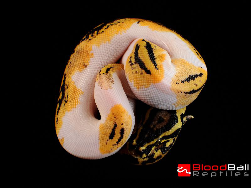 Pastel Pied Yellow Belly