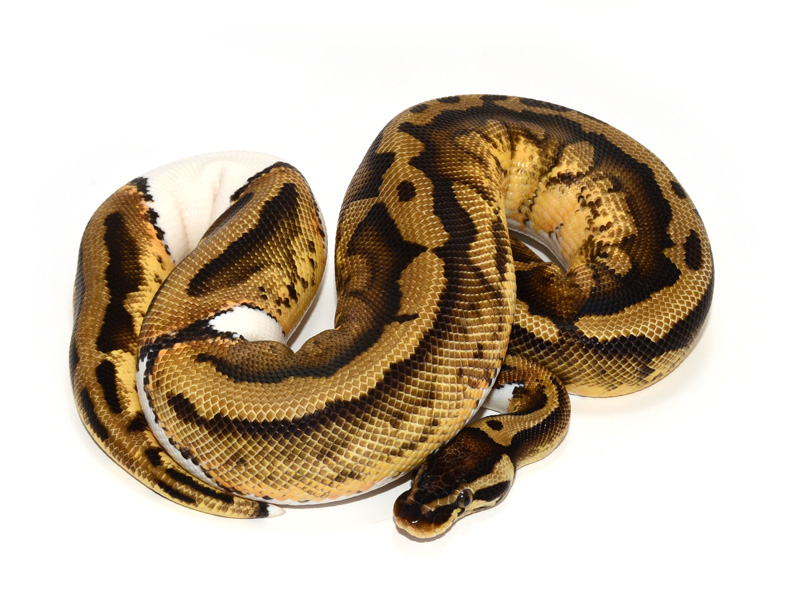 Pastel Pied Yellow Belly