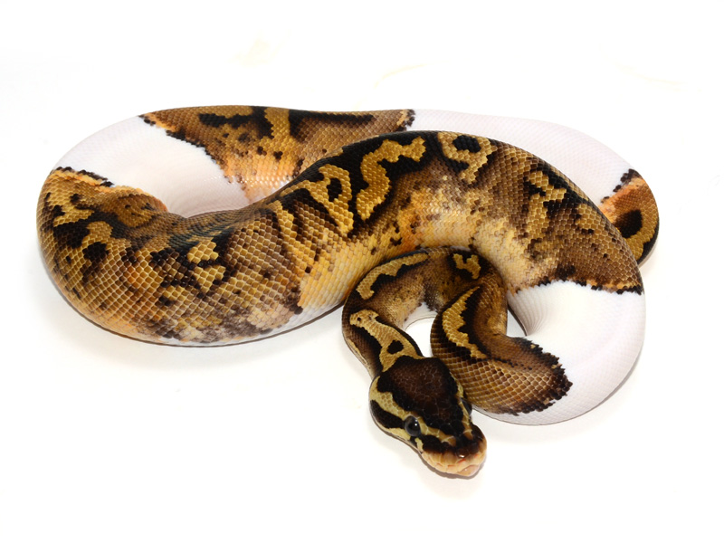 Pastel Pied Yellow Belly