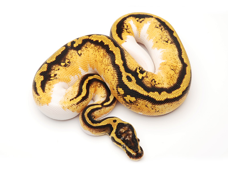 Pastel Pied Yellow Belly