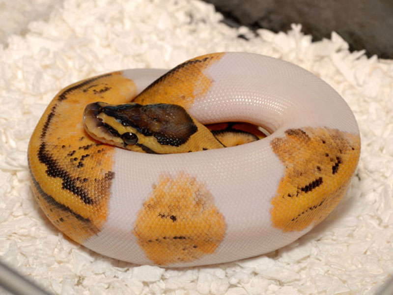 Pastel Pied