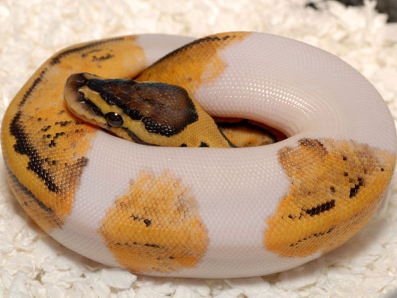 Pastel Pied