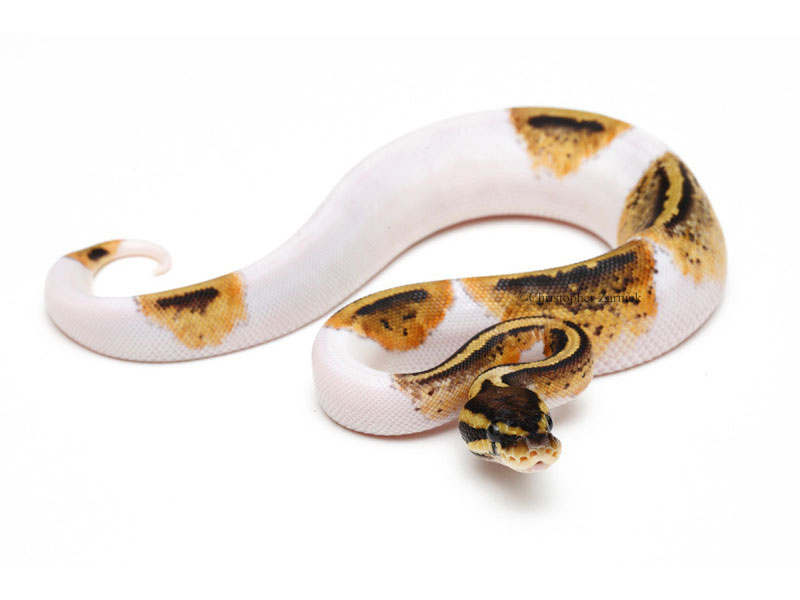 Pastel Pied