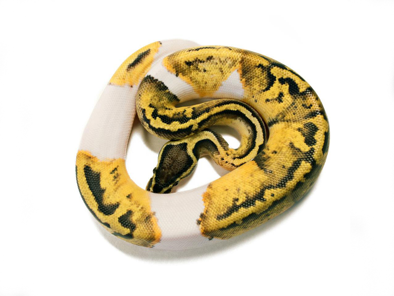 Pastel Pied