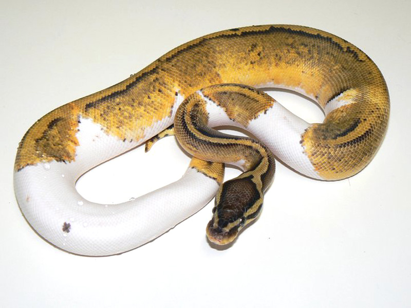 Pastel Pied