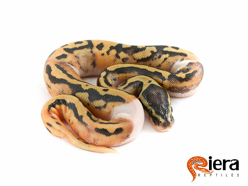 Pastel Pied