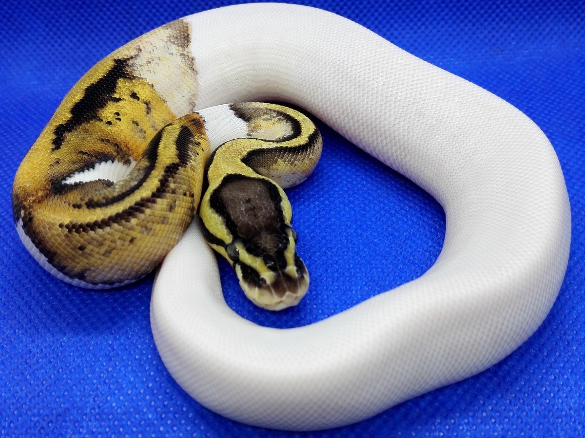 Pastel Pied