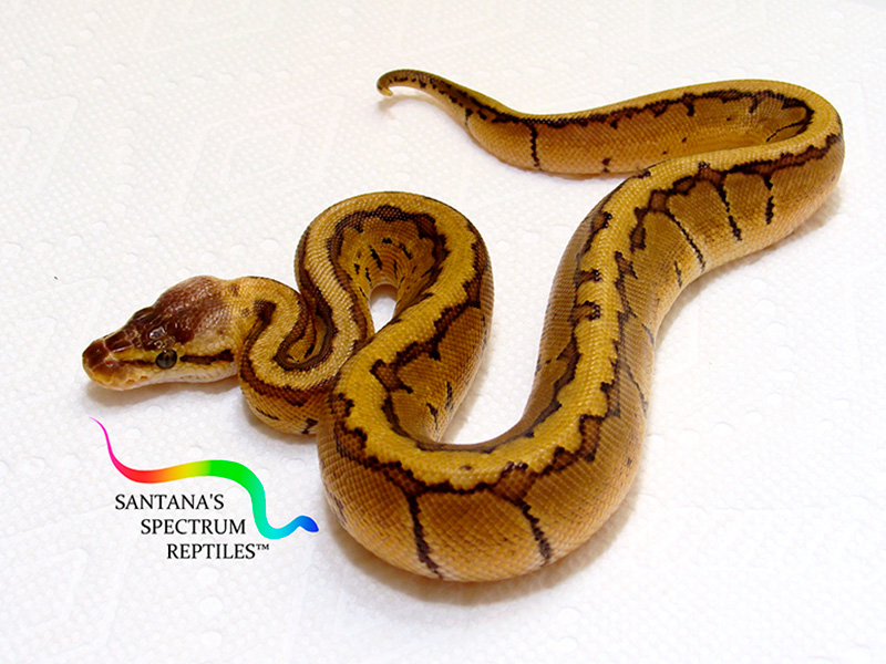 Pastel Pinstripe Sable