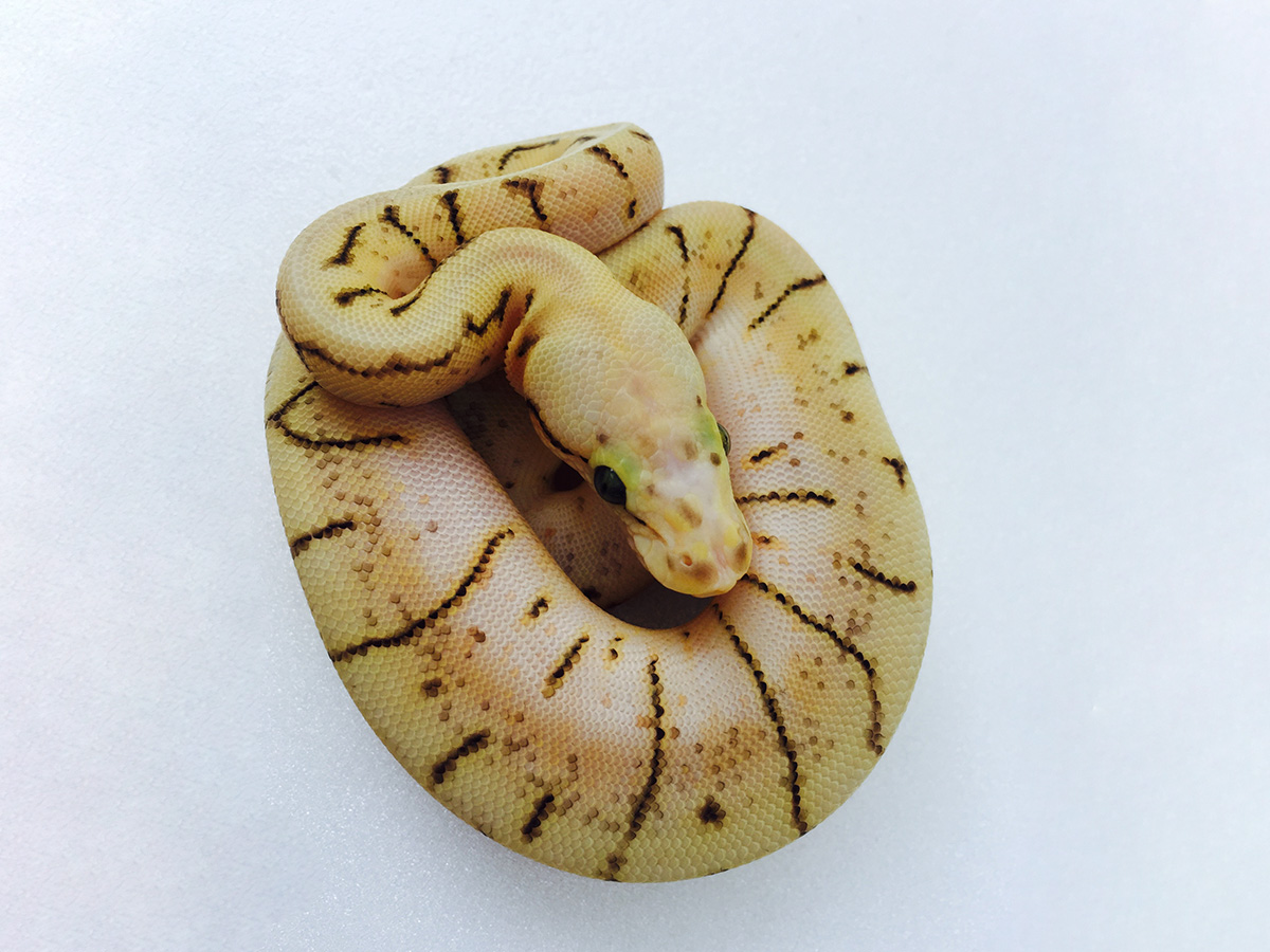 Pastel Pinstripe Scaleless Head Spider