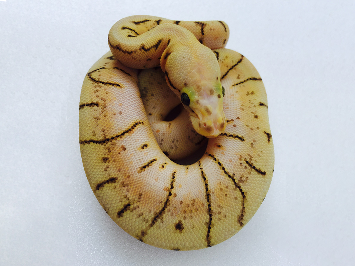 Pastel Pinstripe Scaleless Head Spider