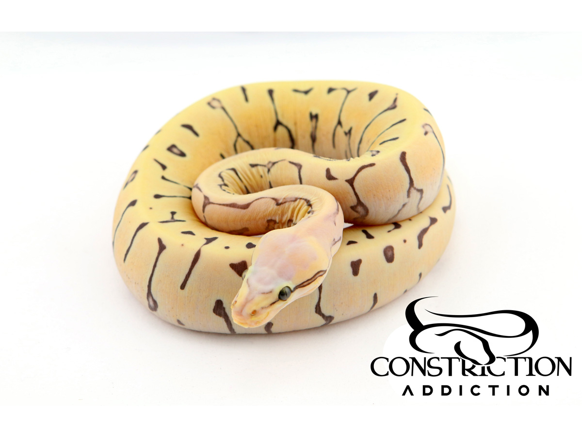 Pastel Pinstripe Scaleless