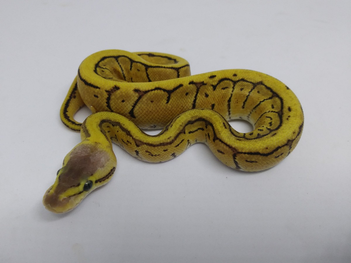 Pastel Pinstripe Specter