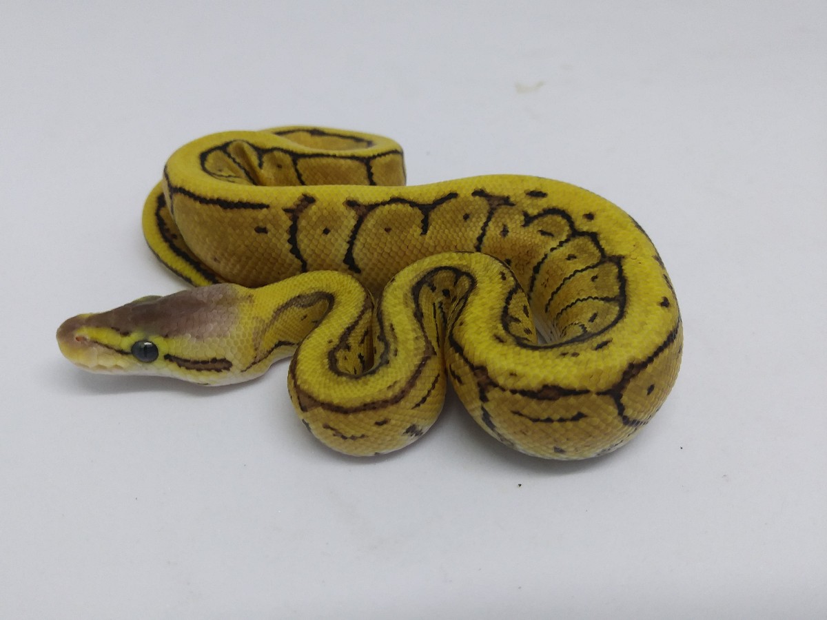 Pastel Pinstripe Specter