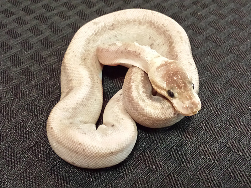 Pastel Pinstripe Super Cinnamon