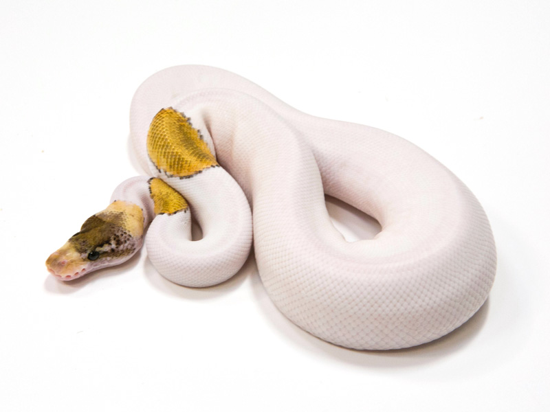 Pastel Pinto Pied