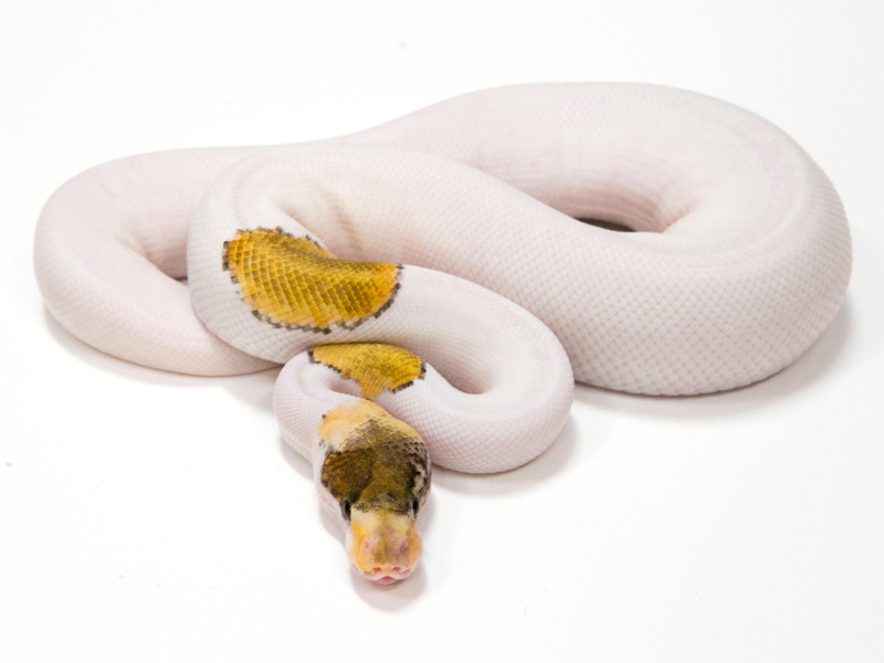 Pastel Pinto Pied