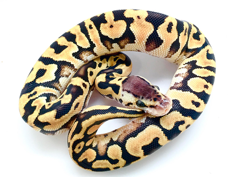 Pastel Puzzle Ball Yellow Belly