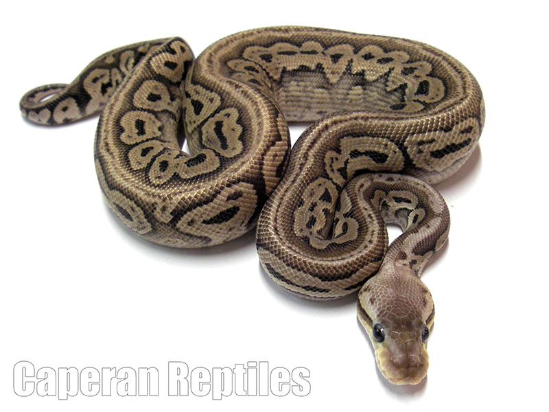 Pastel Red Axanthic Yellow Belly