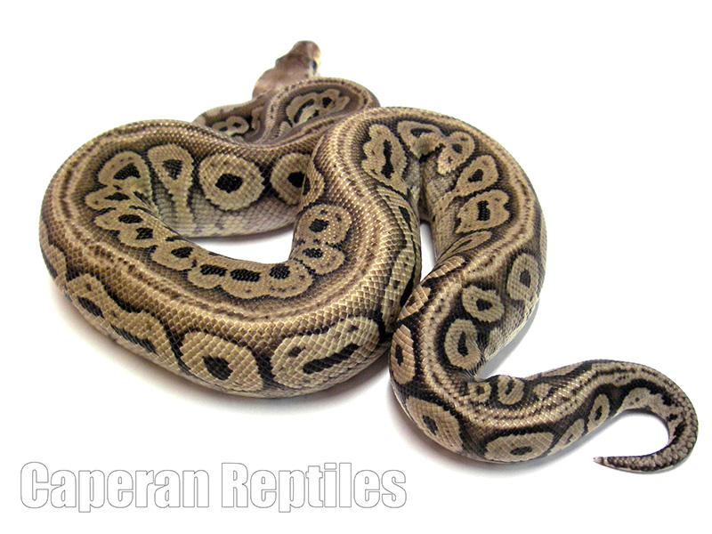 Pastel Red Axanthic Yellow Belly