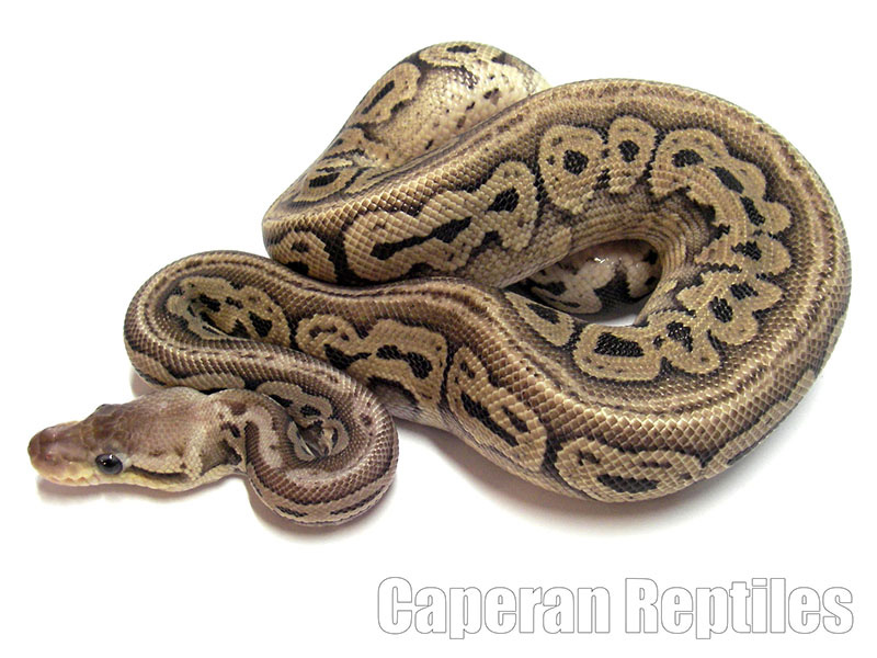 Pastel Red Axanthic Yellow Belly