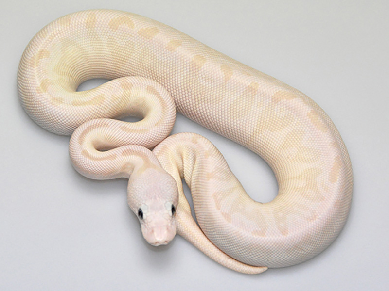 Pastel Russo Het Leucistic Special