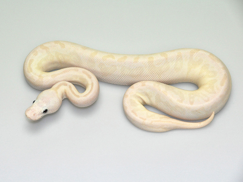 Pastel Russo Het Leucistic Special