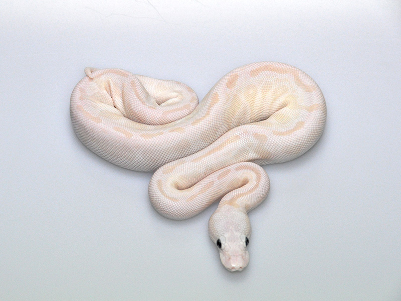 Pastel Russo Het Leucistic Special