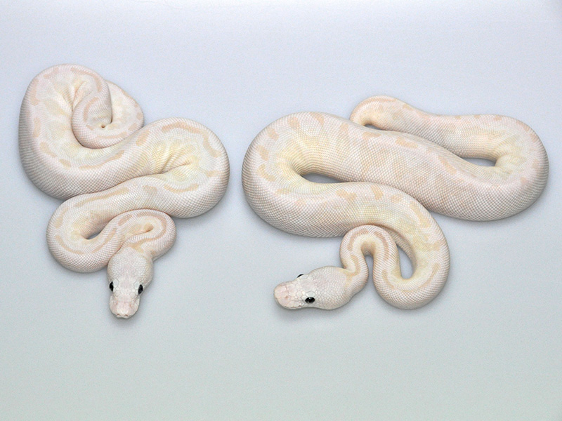 Pastel Russo Het Leucistic Special