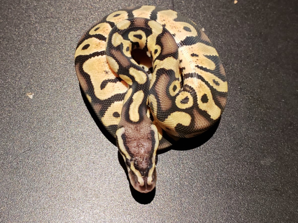 Pastel Scaleless Head Yellow Belly