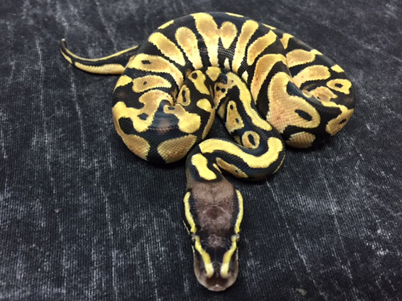 Pastel Scaleless Head