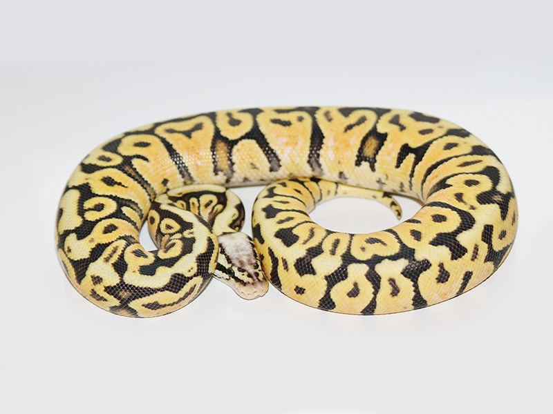 Pastel Special Spotnose Vanilla