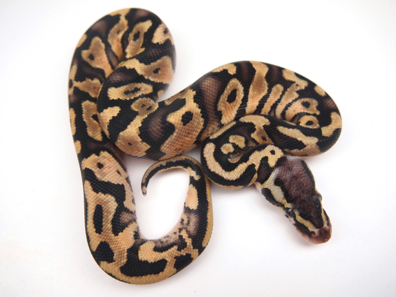 Pastel Specter Granite (Dom)