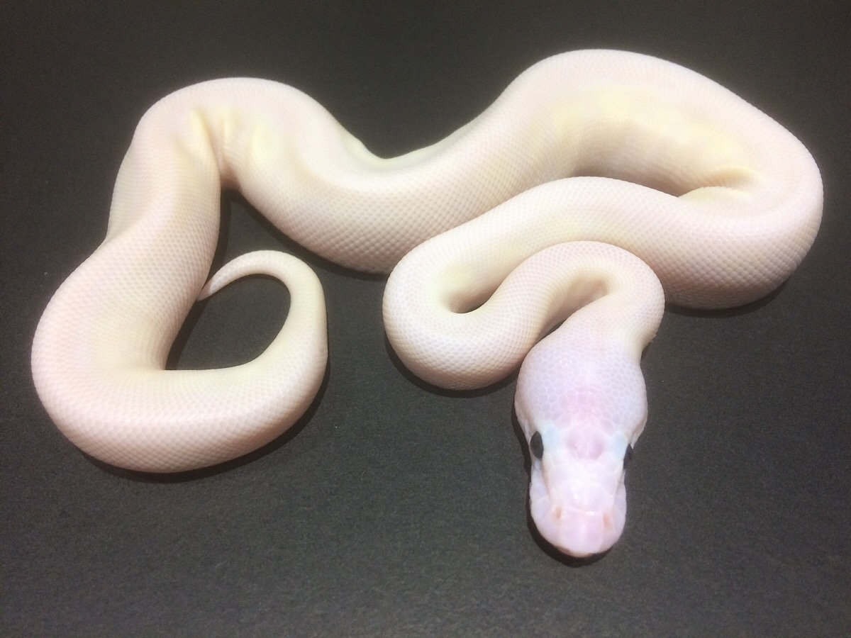 Super Spider Ball Python