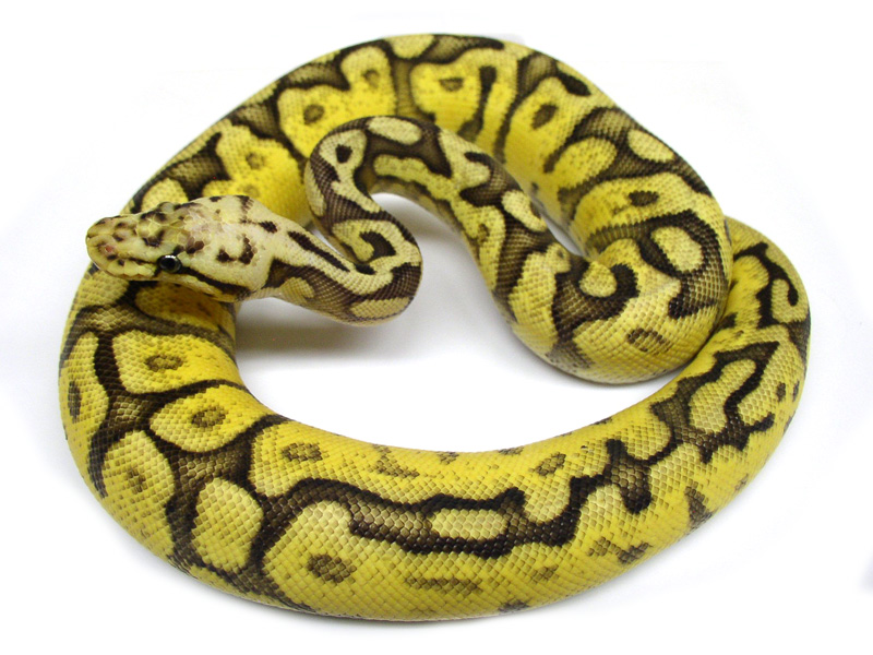 Pastel Spider Yellow Belly Chocolate (Garcia line)