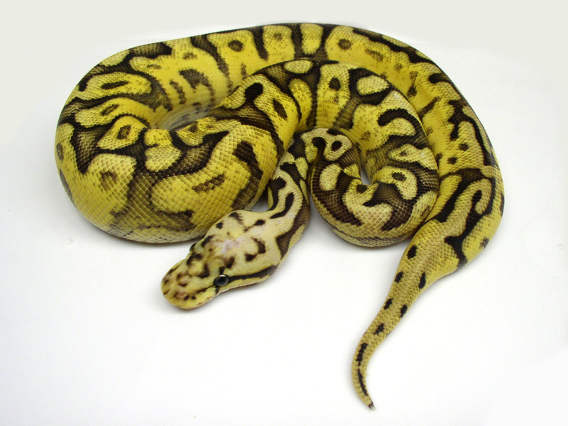 Pastel Spider Yellow Belly Chocolate (Garcia line)