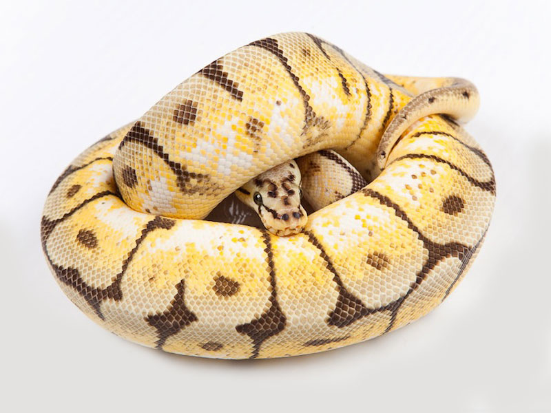 Pastel Spider Yellow Belly