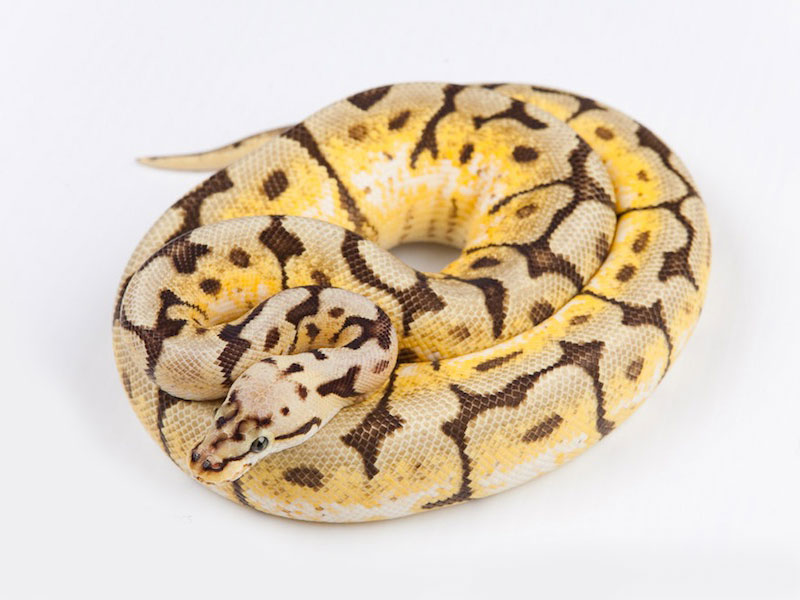 Pastel Spider Yellow Belly