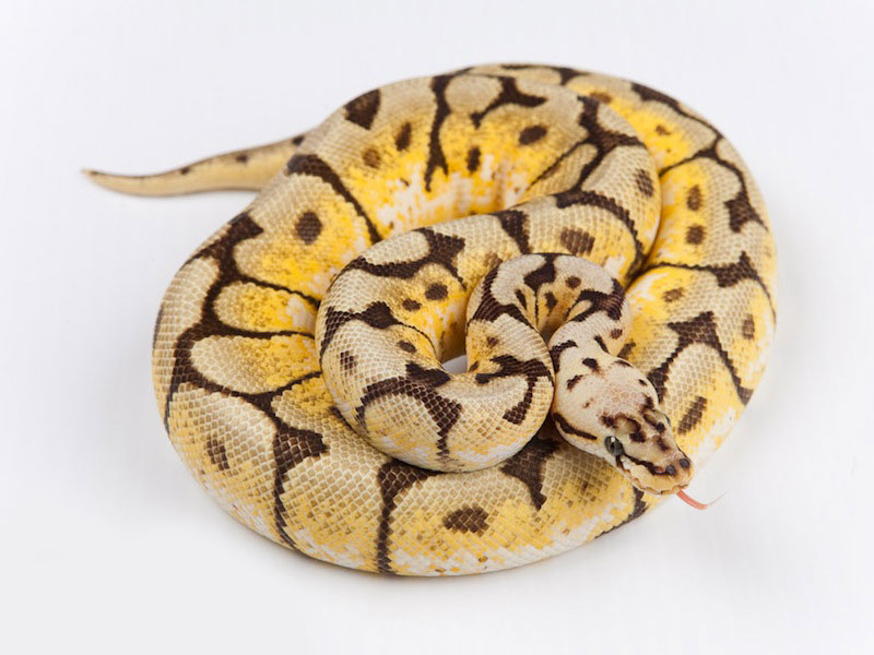 Pastel Spider Yellow Belly