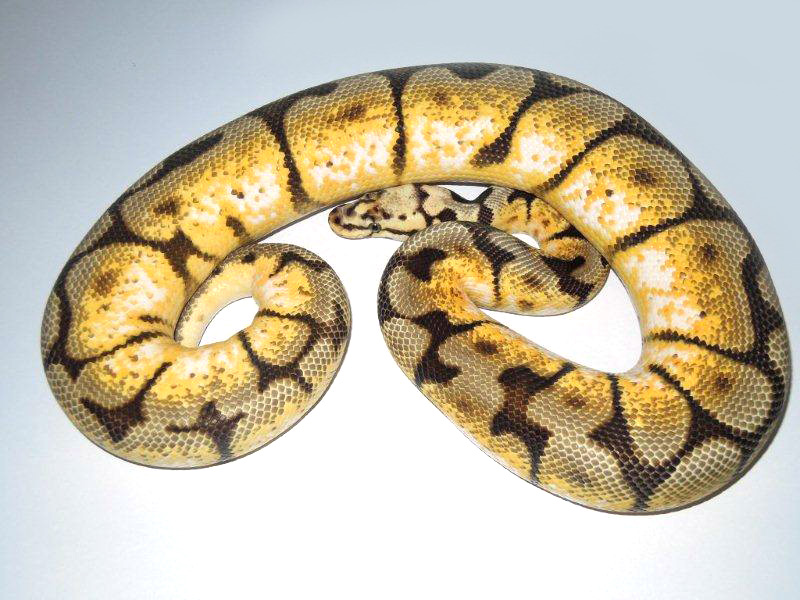 Pastel Spider Yellow Belly