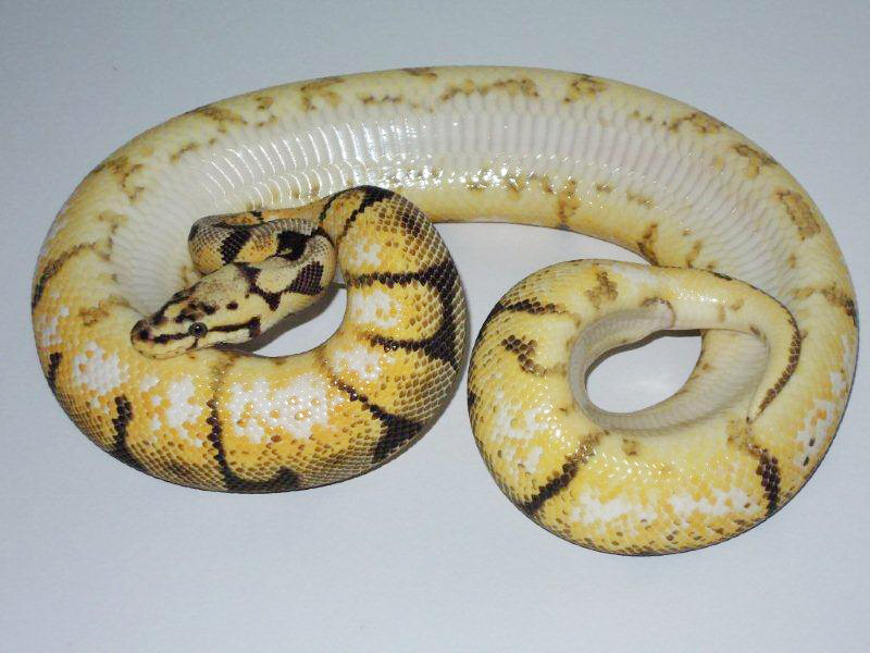 Pastel Spider Yellow Belly