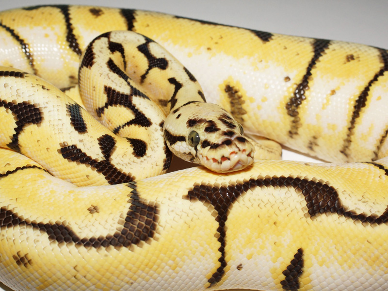 Pastel Spider Yellow Belly